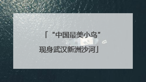 “中国最美小鸟”现身武汉新洲沙河