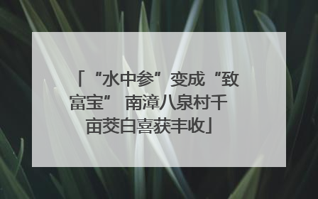 “水中参”变成“致富宝” 南漳八泉村千亩茭白喜获丰收