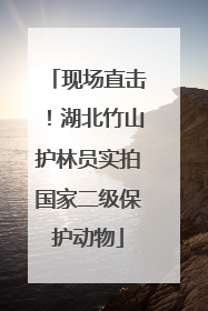现场直击！湖北竹山护林员实拍国家二级保护动物