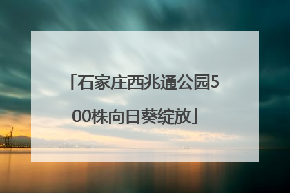 石家庄西兆通公园500株向日葵绽放