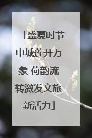 盛夏时节申城莲开万象 荷韵流转激发文旅新活力