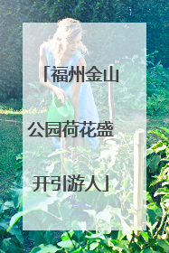 福州金山公园荷花盛开引游人