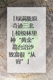 绿满陇原·奇迹三北｜梭梭林里种“黄金” 高台治沙致富很“从容”