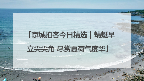 京城拍客今日精选｜蜻蜓早立尖尖角 尽赏夏荷气度华