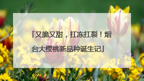 又脆又甜，扛冻扛裂！烟台大樱桃新品种诞生记