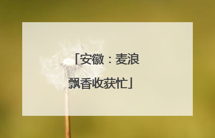安徽：麦浪飘香收获忙