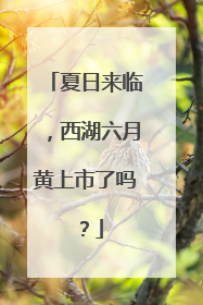 夏日来临，西湖六月黄上市了吗？