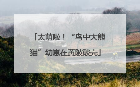 太萌啦！“鸟中大熊猫”幼崽在黄陂破壳