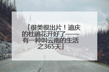 很美很出片！迪庆的杜鹃花开好了——有一种叫云南的生活之365天