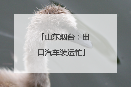 山东烟台：出口汽车装运忙
