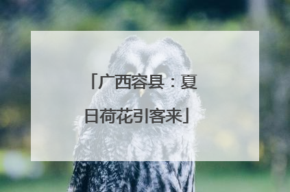 广西容县：夏日荷花引客来