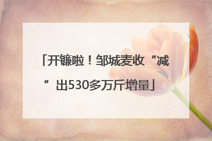 开镰啦！邹城麦收“减”出530多万斤增量