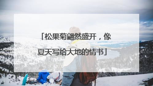 松果菊翩然盛开，像夏天写给大地的情书