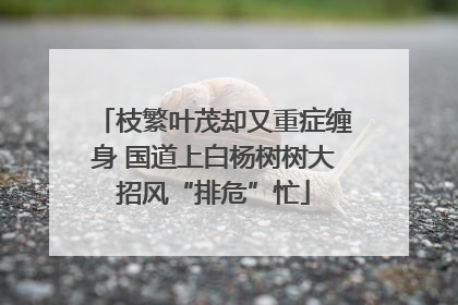 枝繁叶茂却又重症缠身 国道上白杨树树大招风“排危”忙