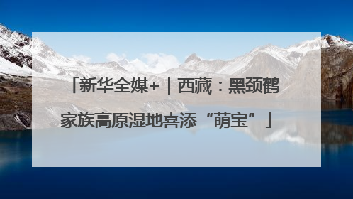 新华全媒+｜西藏：黑颈鹤家族高原湿地喜添“萌宝”
