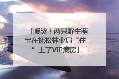暖哭！两只野生萌宝在抚松林业局“住”上了VIP病房