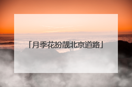 月季花扮靓北京道路