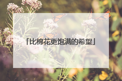 比棉花更饱满的希望