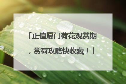 正值厦门荷花观赏期，赏荷攻略快收藏！