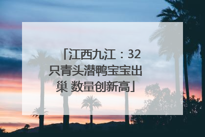 江西九江：32只青头潜鸭宝宝出巢 数量创新高