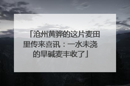 沧州黄骅的这片麦田里传来喜讯：一水未浇的旱碱麦丰收了