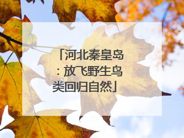 河北秦皇岛：放飞野生鸟类回归自然