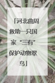 河北曲周救助一只国家“三有”保护动物翠鸟
