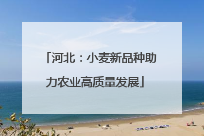 河北：小麦新品种助力农业高质量发展