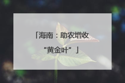 海南：助农增收 “黄金叶”