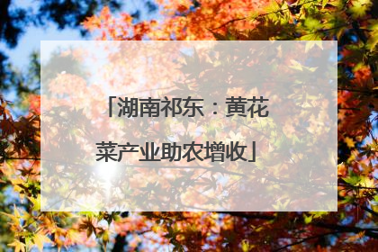 湖南祁东：黄花菜产业助农增收