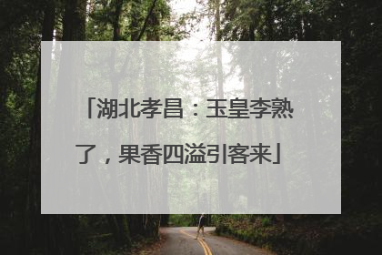 湖北孝昌：玉皇李熟了，果香四溢引客来