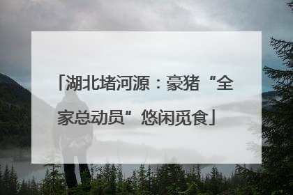 湖北堵河源：豪猪“全家总动员”悠闲觅食