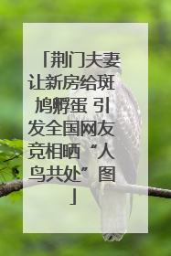 荆门夫妻让新房给斑鸠孵蛋 引发全国网友竞相晒“人鸟共处”图