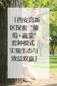 西安高新区探索“葡萄+蔬菜”套种模式 实现生态与效益双赢