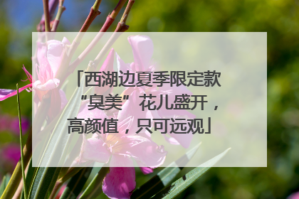 西湖边夏季限定款“臭美”花儿盛开，高颜值，只可远观