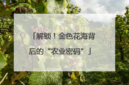 解锁！金色花海背后的“农业密码”