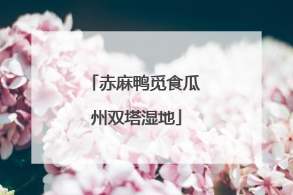 赤麻鸭觅食瓜州双塔湿地