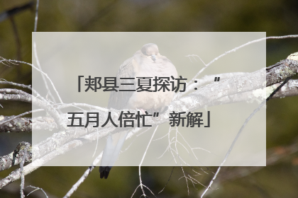 郏县三夏探访：“五月人倍忙”新解