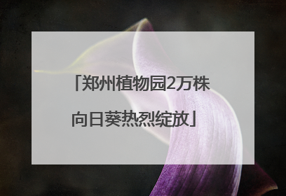 郑州植物园2万株向日葵热烈绽放