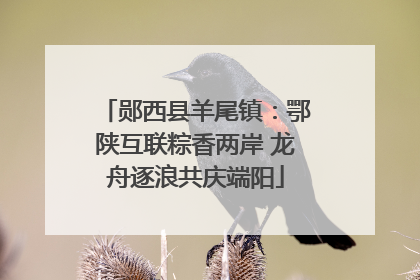 郧西县羊尾镇：鄂陕互联粽香两岸 龙舟逐浪共庆端阳