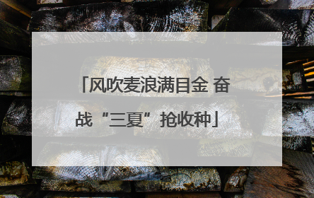 风吹麦浪满目金 奋战“三夏”抢收种
