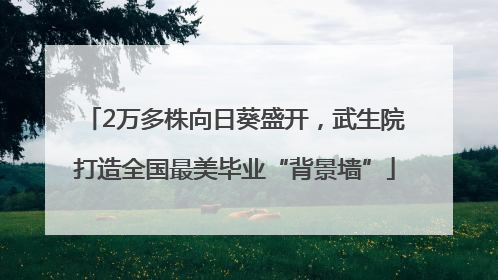 2万多株向日葵盛开，武生院打造全国最美毕业“背景墙”