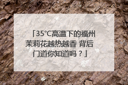 35℃高温下的福州茉莉花越热越香 背后门道你知道吗？